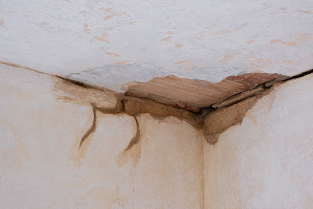 Best Mold removal after water damage  in Harrison, NJ
