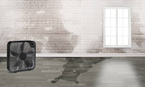 Best Carpet water damage restoration  in Harrison, NJ